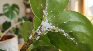 Close-up de folhas e caule de planta com infestacao de cochonilha branca algodoada