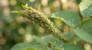 Close-up de broto de planta coberto por pulgoes verdes agrupados no caule